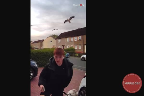 Boy attacked by aggressive seagulls