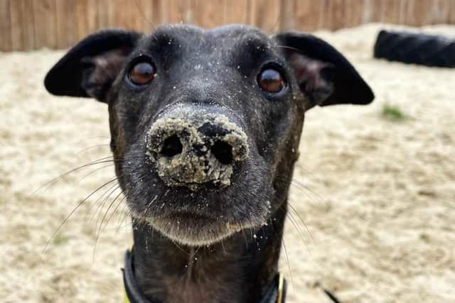 Arnie a male lurcher that the Dogs Trust is housing. Credit: The Dogs Trust