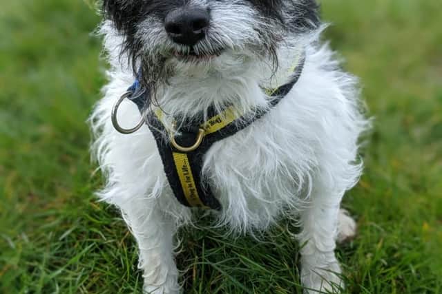 Badger is looking for a home. Credit: Dogs Trust