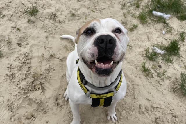 Bailey is a happy chap. Credit: Dogs Trust