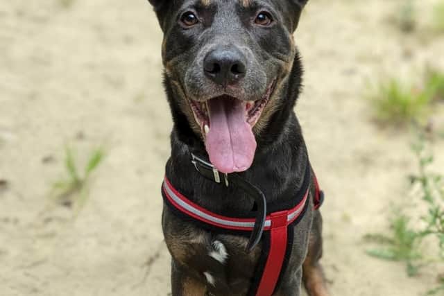 Blu the German Shepherd. Credit: Dogs Trust