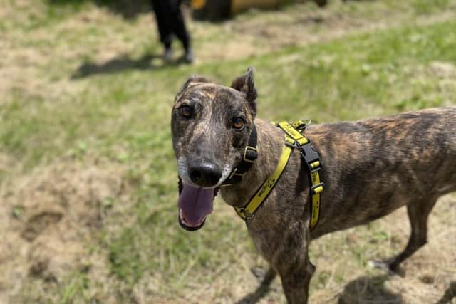 Duke the lovable greyhound. Credit: Dogs Trust