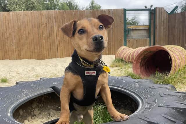 Little Freddie the pooch. Credit: Dogs Trust