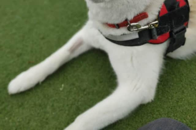 Suki the Siberian husky. Credit: Dogs Trust