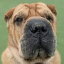 Tye is lovably dog looking for a fur-ever home. Credit: Dogs Trust