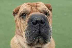 Tye is lovably dog looking for a fur-ever home. Credit: Dogs Trust