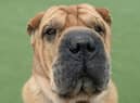 Tye is lovably dog looking for a fur-ever home. Credit: Dogs Trust