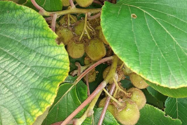 Kiwis growing along the canal in Hackney. Credit: John the Poacher