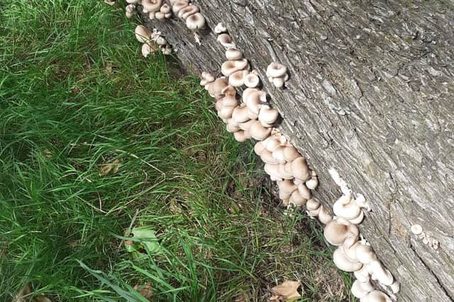 Mushrooms growing on a tree. Credit: John the Poacher