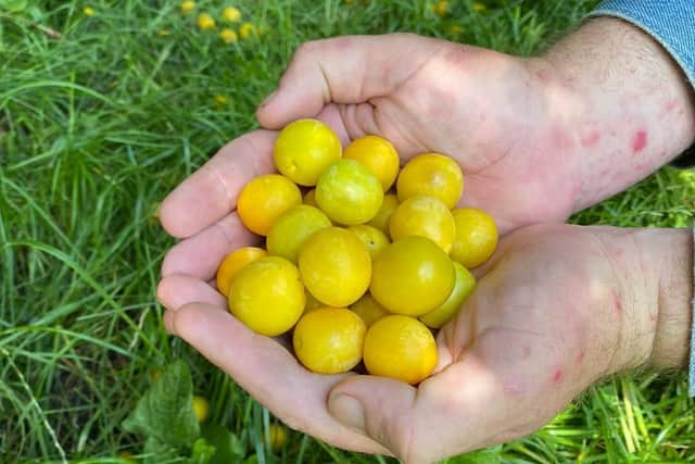Wild plums which John picks from local parks. See at the end the best places to pick. Credit: John the Poacher.