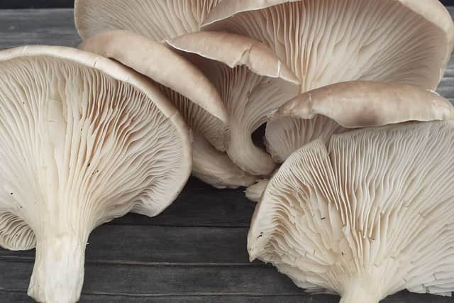 John’s oyster mushrooms. Credit: John the Poacher
