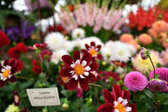 A display of dahlia plants are pictured during the 2021 RHS Chelsea Flower Show in London. Credit: JUSTIN TALLIS/AFP via Getty Images