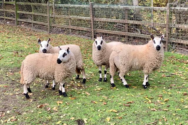 Some of the sheep at Hackney City Farm. Credit: Imogen Lepere