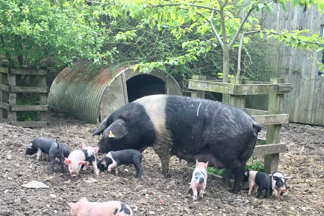 Pigs and piglets at Hackney City Farm. Credit: Imogen Lepere