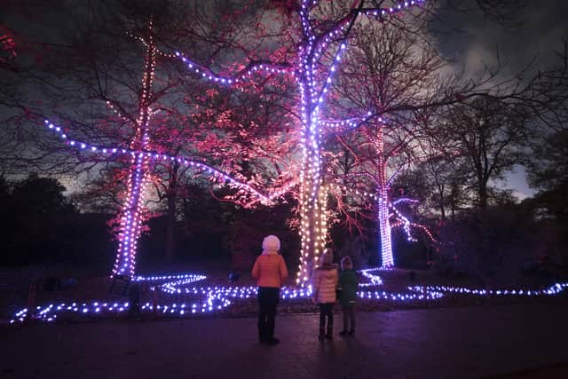 Christmas lights at Kew. Credit: Jeff Eden