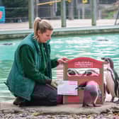 Penguins send letters to Santa with keeper Jessica Jones. Photo: ZSL London Zoo