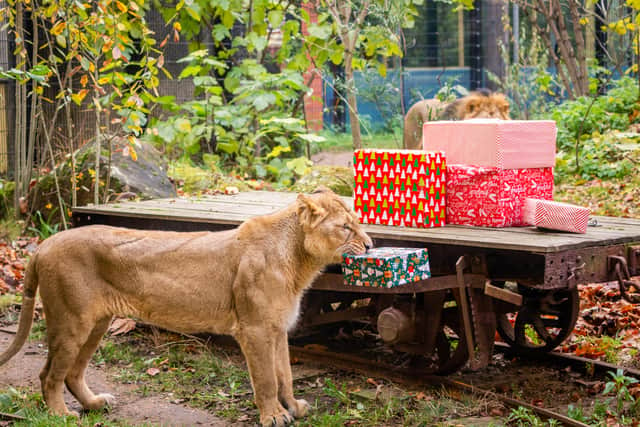 Asiatic lions enjoy Christmas presents at ZSL London Zo. Photo: ZSL