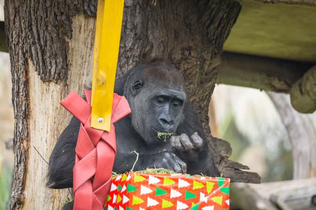 Gorillas at ZSL London Zoo enjoy early Christmas presents. Photo: ZSL