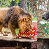 Lions and gorillas at the London Zoo have enjoyed Christmas gifts. Photo: ZSL