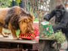 Christmas at London Zoo: Lions and gorillas tear into festive gifts and Brussels sprouts