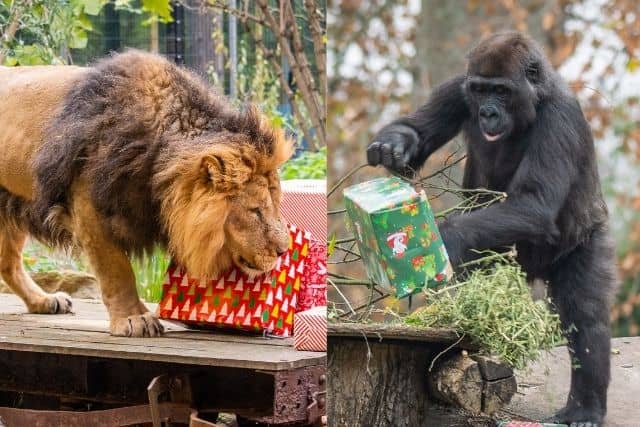 Lions and gorillas at the London Zoo have enjoyed Christmas gifts. Photo: ZSL