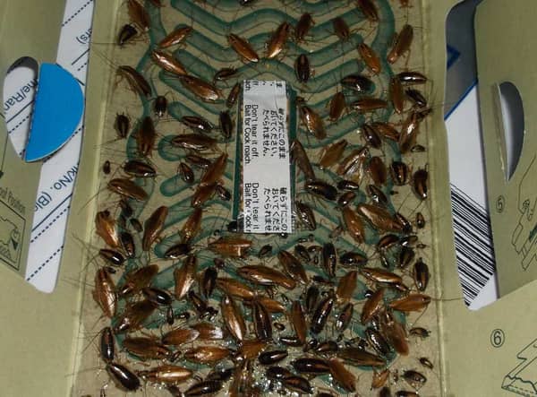 A north London kebab shop overrun by cockroaches and rats has been fined for endangering public health. Credit: Enfield Council / SWNS