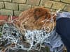 Trapped fox freed from Hackney football goal net
