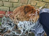 A fox has been freed from a football goal net in Hackney. Photo: RSPCA