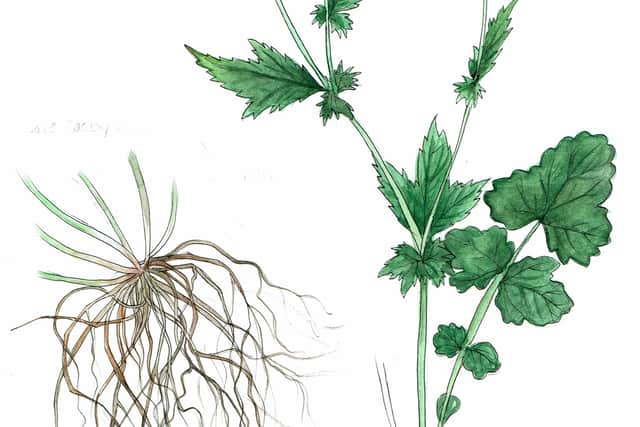 Wood avens illustration from John Rensten’s book “The Edible City: A Year of Wild Food.” Credit: John Rensten