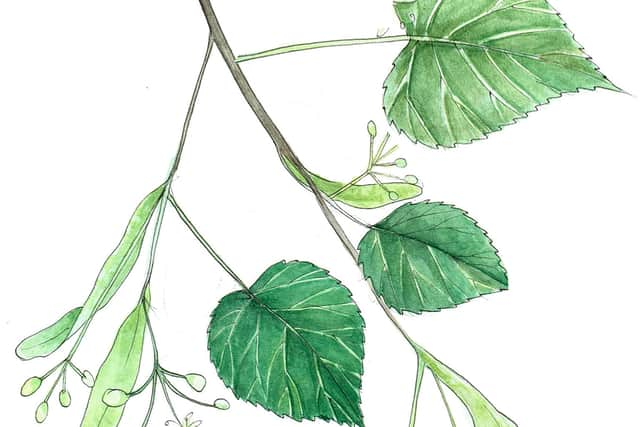 Linden blossom illustration from John Rensten’s book “The Edible City: A Year of Wild Food.” Credit: John Rensten