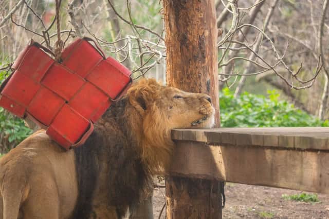 Arya and Bhanu, the zoo’s loved up lion pair were treated to a special Valentine’s surprise by the supporters who bought the two of them together. Credit: ZSL
