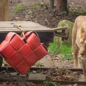  Arya and Bhanu, the zoo’s loved up lion pair were treated to a special Valentine’s surprise by the supporters who bought the two of them together. Credit: ZSL