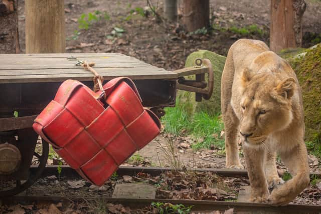  Arya and Bhanu, the zoo’s loved up lion pair were treated to a special Valentine’s surprise by the supporters who bought the two of them together. Credit: ZSL