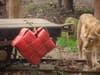 London Zoo’s loved-up lions treated to Valentine’s Day surprise