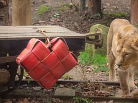  Arya and Bhanu, the zoo’s loved up lion pair were treated to a special Valentine’s surprise by the supporters who bought the two of them together. Credit: ZSL