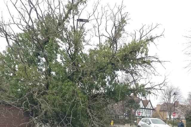 A fallen tree in Ealing. Credit: @LoveWestLDN