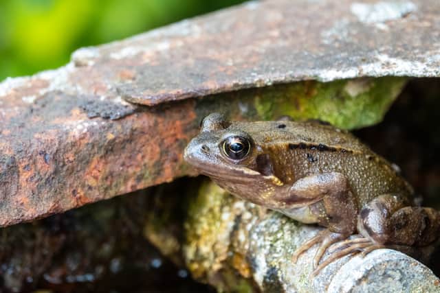 A common British toad. Credit: Adobe
