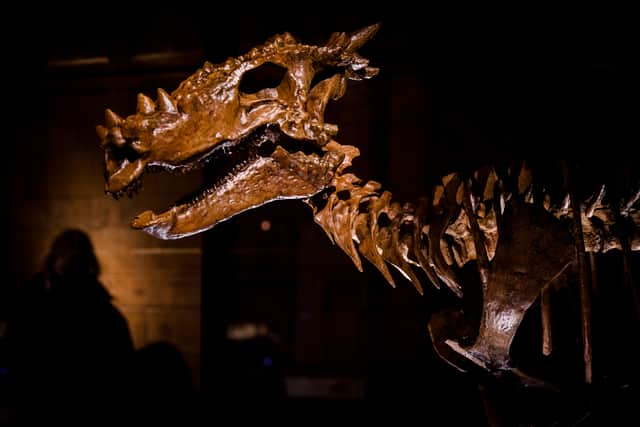 A skeleton at the Natural History Museum. Photo: Getty