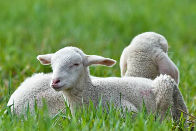 You can feed baby lambs at Appleby Street Farm in Cheshunt. Photo: Getty