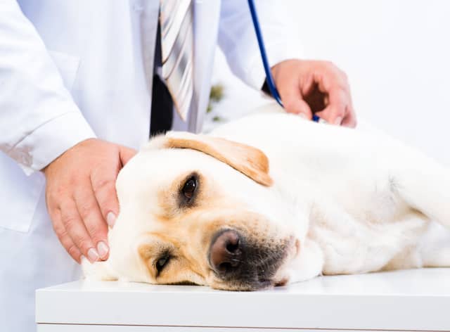 Vets have issued an Alabama rot warning to dog owners (Photo: Adobe)