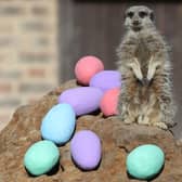 Meerkats are given an Easter treat during at London Zoo (Photo by DANIEL LEAL/AFP via Getty Images)
