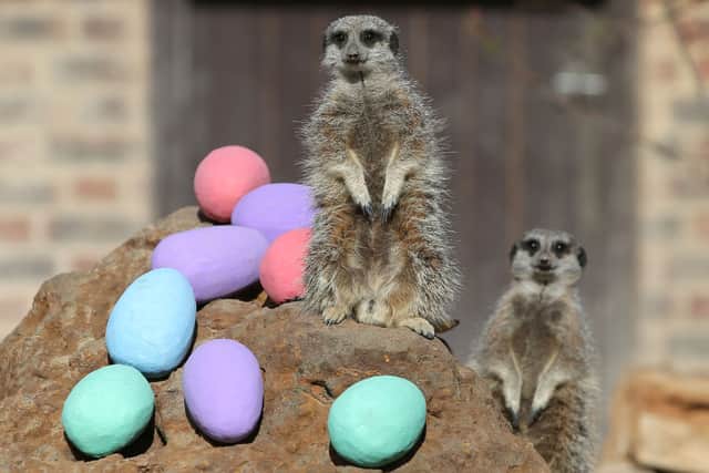 Meerkats are given an Easter treat during at London Zoo (Photo by DANIEL LEAL/AFP via Getty Images)