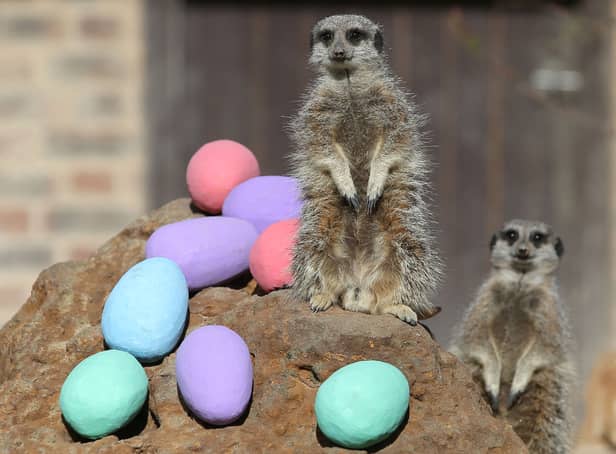 <p>Meerkats are given an Easter treat during at London Zoo (Photo by DANIEL LEAL/AFP via Getty Images)</p>