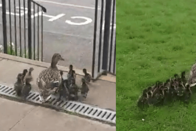An adorable brood of ducklings led by their mother made their annual waddle through Bromley High School to the safety of a lake. Photo: Bromley High School / SWNS