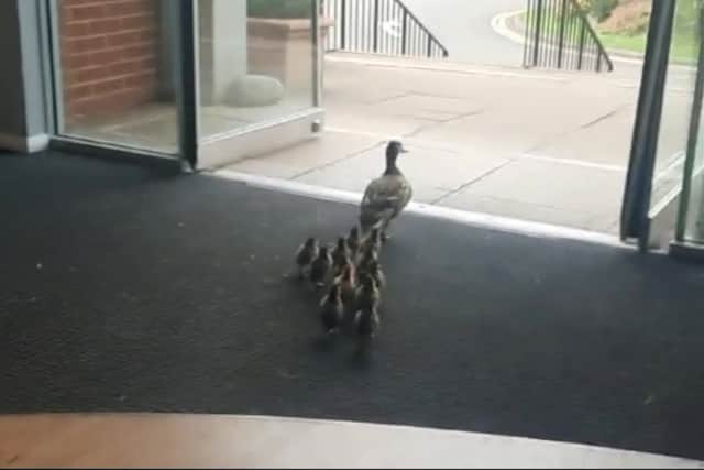 The female mallard ushered her younglings from the sheltered courtyard where she laid her eggs over winter to a lake on the other side of the building. Photo: SWNS