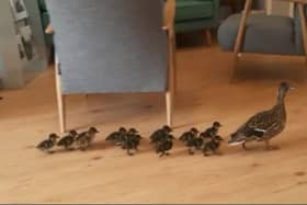 An adorable brood of ducklings led by their mother made their annual waddle through Bromley High School to the safety of a lake. Photo: SWNS