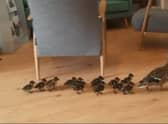 An adorable brood of ducklings led by their mother made their annual waddle through Bromley High School to the safety of a lake. Photo: SWNS