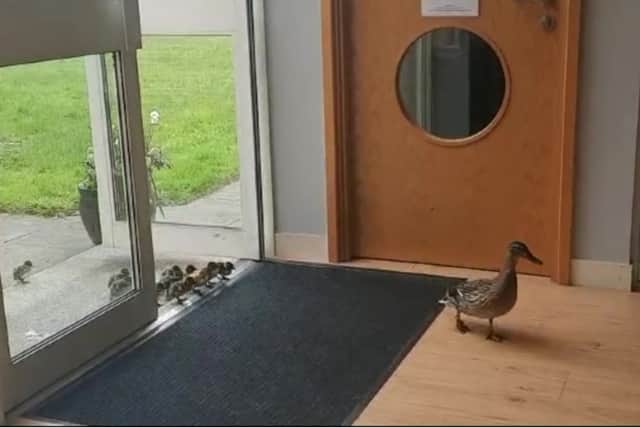 The female mallard ushered her younglings from the sheltered courtyard where she laid her eggs over winter to a lake on the other side of the building. Photo: SWNS