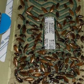 A north London kebab shop overrun by cockroaches and rats has been fined for endangering public health. Credit: Enfield Council / SWNS