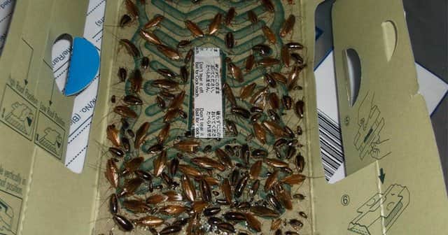 A north London kebab shop overrun by cockroaches and rats has been fined for endangering public health. Credit: Enfield Council / SWNS